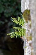 David Plant Photography - Wildlife Photography - Dickie's bladder fern - J