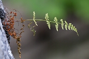 David Plant Photography - Wildlife Photography - Dickie's bladder fern - K