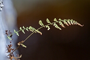 David Plant Photography - Wildlife Photography - Dickie's bladder fern - L