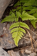 David Plant Photography - Wildlife Photography - Limestone fern - C
