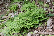 David Plant Photography - Wildlife Photography - Limestone fern - E