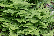 David Plant Photography - Wildlife Photography - Limestone fern - H
