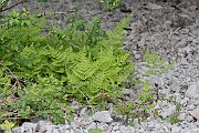 David Plant Photography - Wildlife Photography - Limestone fern - I