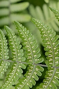 David Plant Photography - Wildlife Photography - Limestone fern -F