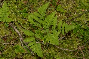 David Plant Photography - Wildlife Photography - Oak fern - A