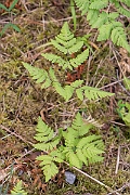 David Plant Photography - Wildlife Photography - Oak fern - D