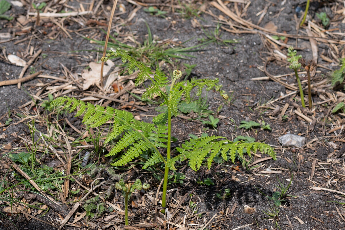 David Plant Photography - Wildlife Photography - Bracken - B.jpg - Bracken, Pteridium aquilinum - Suffolk