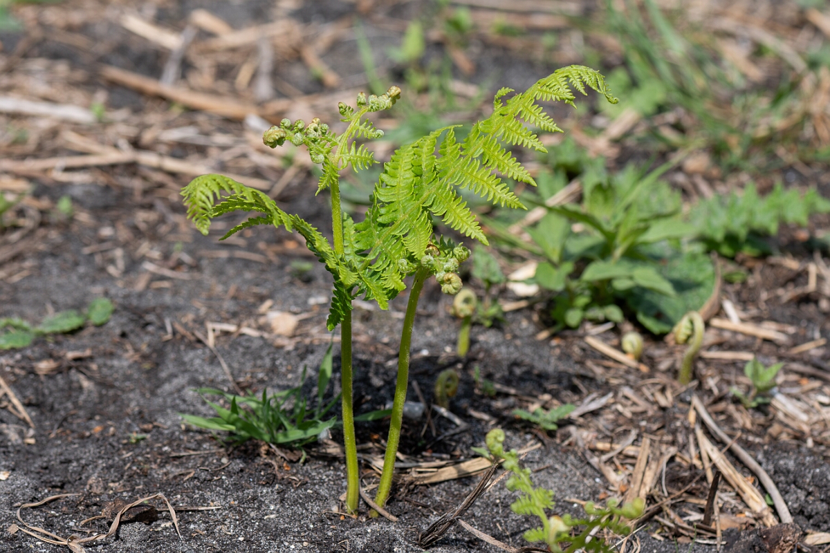 David Plant Photography - Wildlife Photography - Bracken - C.jpg - Bracken, Pteridium aquilinum - Suffolk