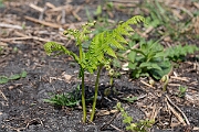 David Plant Photography - Wildlife Photography - Bracken - C