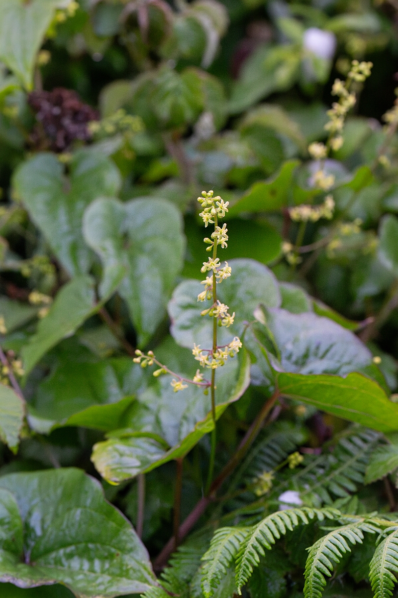 David Plant Photography - Wildlife Photography - Black bryony - B.jpg - Black bryony - Cornwall