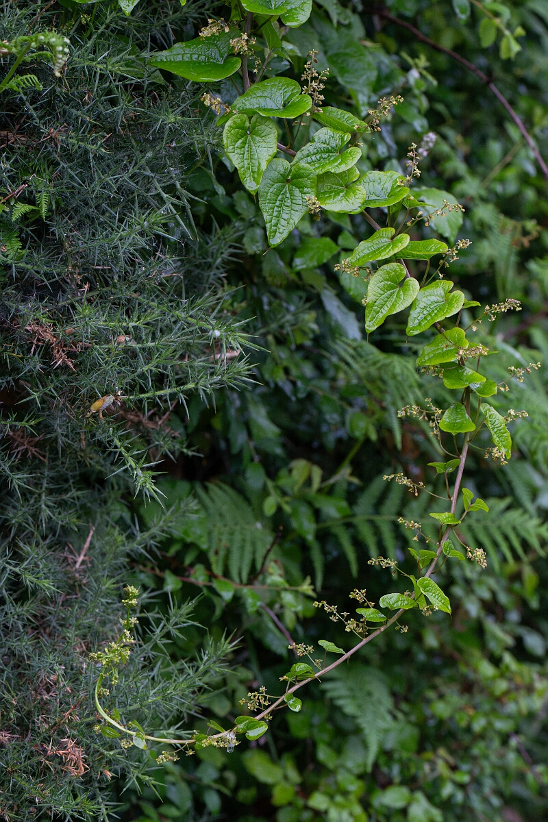 David Plant Photography - Wildlife Photography - Black bryony - C.jpg - Black bryony - Cornwall
