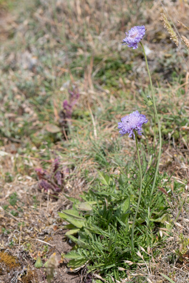David Plant Photography - Wildlife Photography - Small scabious - C.jpg - Small scabious, Scabiosa columbaria, plant - North Somerset