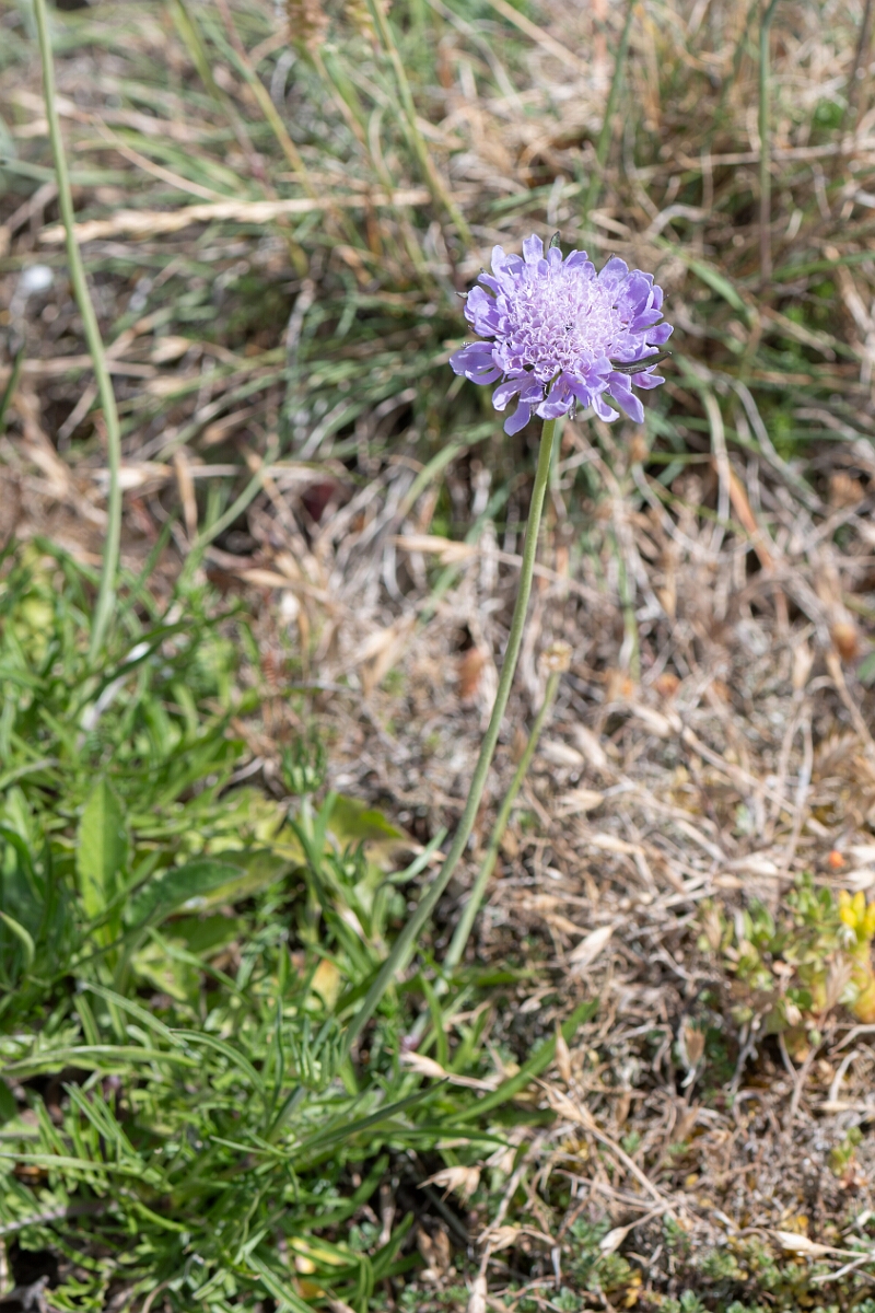 David Plant Photography - Wildlife Photography - Small scabious - D.jpg - Small scabious, Scabiosa columbaria, flower - North Somerset