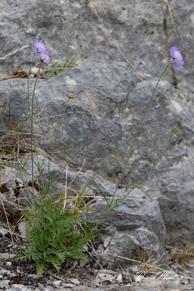 David Plant Photography - Wildlife Photography - Small scabious - E.jpg - Small scabious, Scabiosa columbaria, flower - Bristol