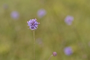 David Plant Photography - Wildlife Photography - Devil's-bit scabious flower - B