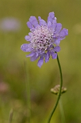 David Plant Photography - Wildlife Photography - Small scabious - A