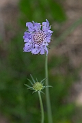David Plant Photography - Wildlife Photography - Small scabious - B