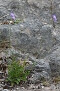 David Plant Photography - Wildlife Photography - Small scabious - E