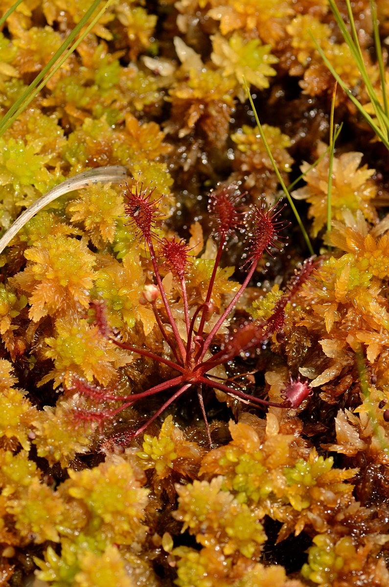 David Plant Photography - Wildlife Photography - Oblong-leaved sundew - B.jpg - Oblong-leaved sundew plant amongst sphagnum - Dorset