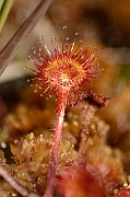 David Plant Photography - Wildlife Photography - Round-leaved sundew - A