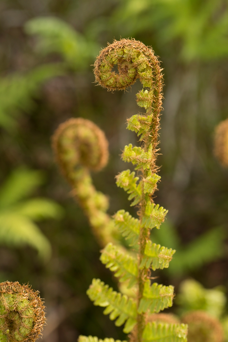 David Plant Photography - Wildlife Photography - Scaly male fern - D.jpg - Scaly male fern - Ayrshire