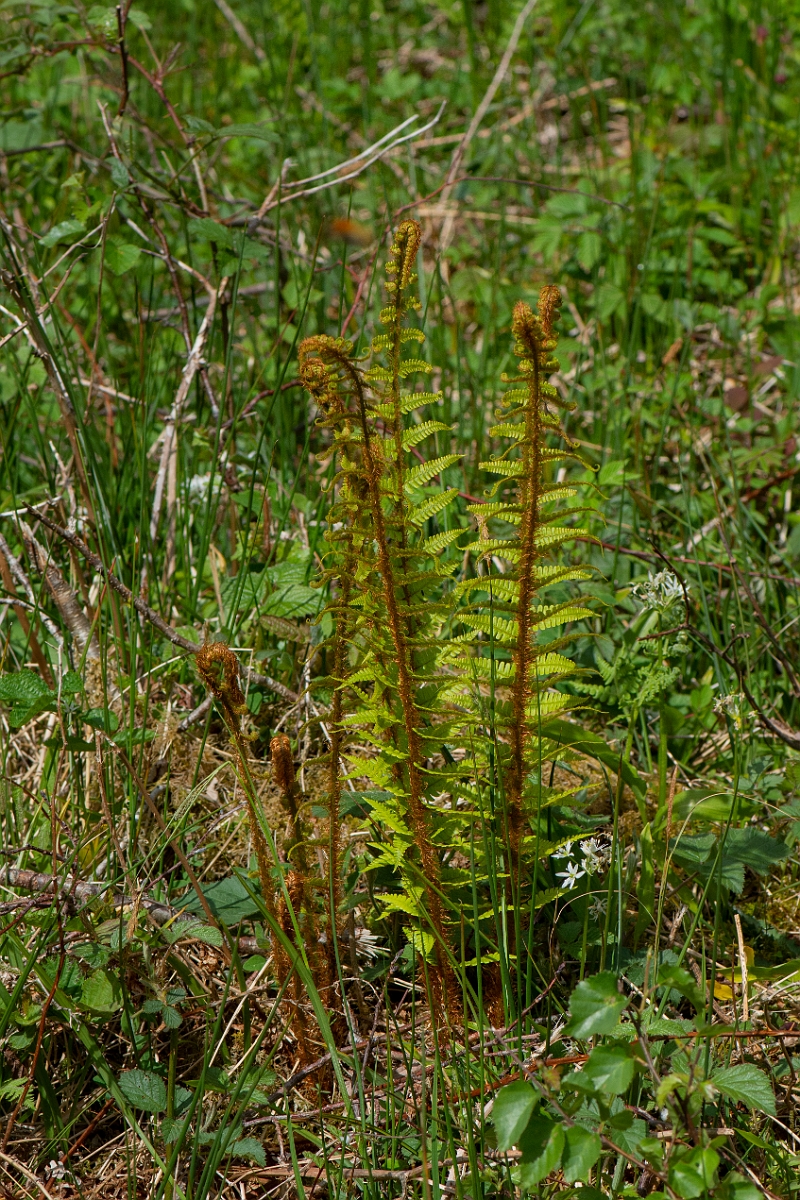 David Plant Photography - Wildlife Photography - Scaly male fern - F.JPG - Scaly male fern - Argyll