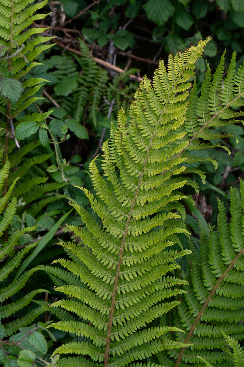David Plant Photography - Wildlife Photography - Soft shield fern - B.jpg - Soft shield fern - Cornwall