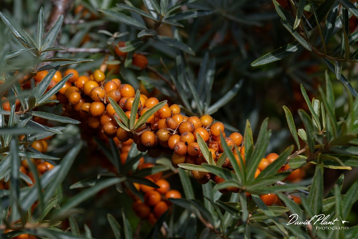 David Plant Photography - Wildlife Photography - Sea buckthorn - B.jpg - Sea buckthorn, Hippophae rhamnoides - Somerset