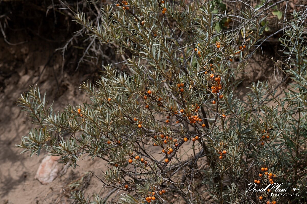 David Plant Photography - Wildlife Photography - Sea buckthorn - D.jpg - Sea buckthorn, Hippophae rhamnoides - Somerset