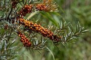 David Plant Photography - Wildlife Photography - Sea buckthorn - C