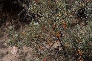David Plant Photography - Wildlife Photography - Sea buckthorn - D