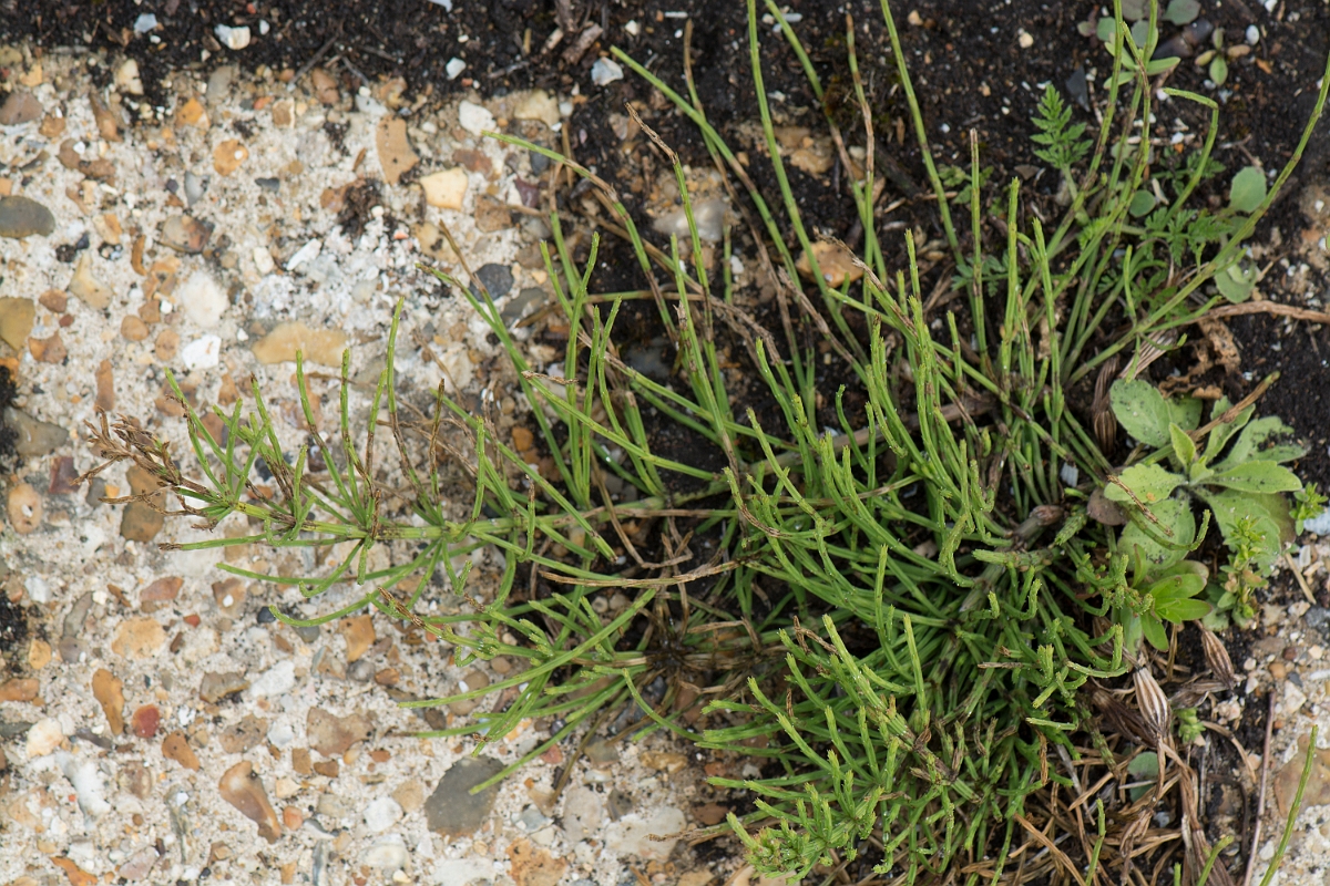 David Plant Photography - Wildlife Photography - Field horsetail - A.jpg - Field horsetail - Kent
