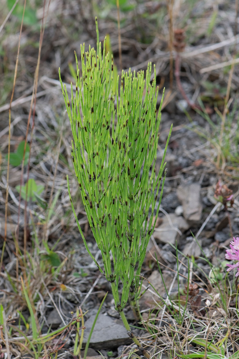 David Plant Photography - Wildlife Photography - Field horsetail - E.JPG - Field horsetail - Caithness