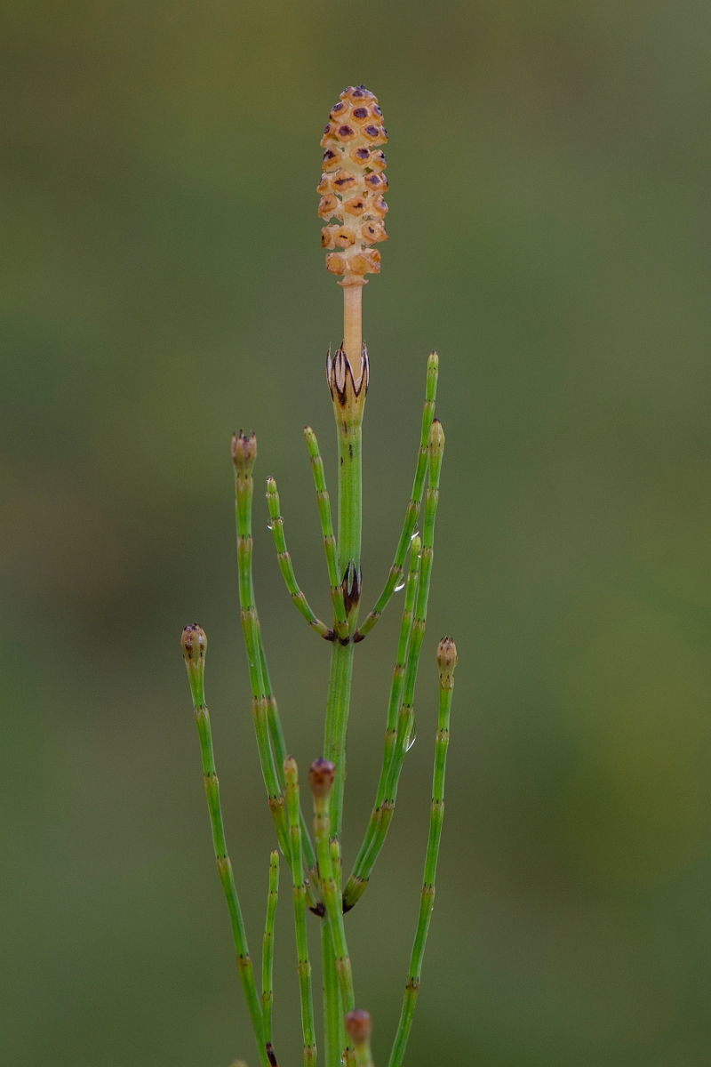 David Plant Photography - Wildlife Photography - Marsh horsetail - A.JPG - Marsh horsetail - Bridgend