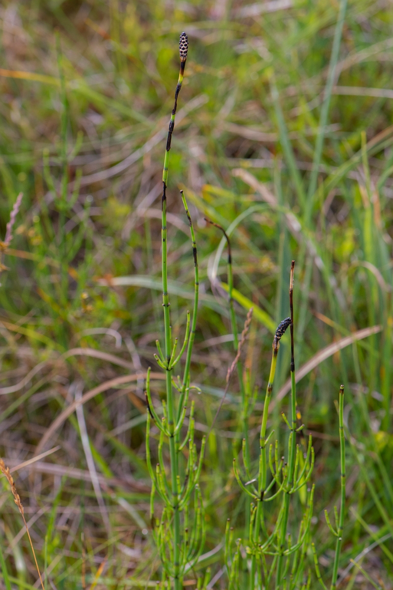 David Plant Photography - Wildlife Photography - Marsh horsetail - C.JPG - Marsh horsetail - Perthshire