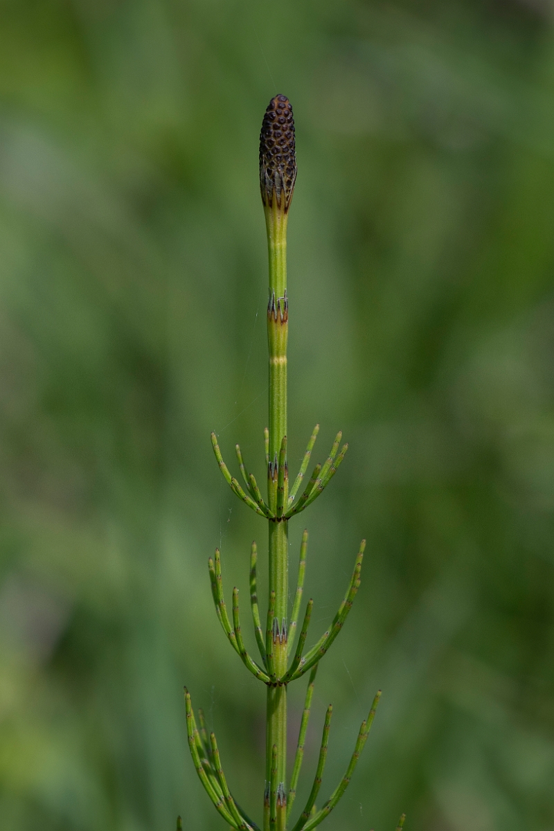 David Plant Photography - Wildlife Photography - Marsh horsetail - E.JPG - Marsh horsetail - Kent