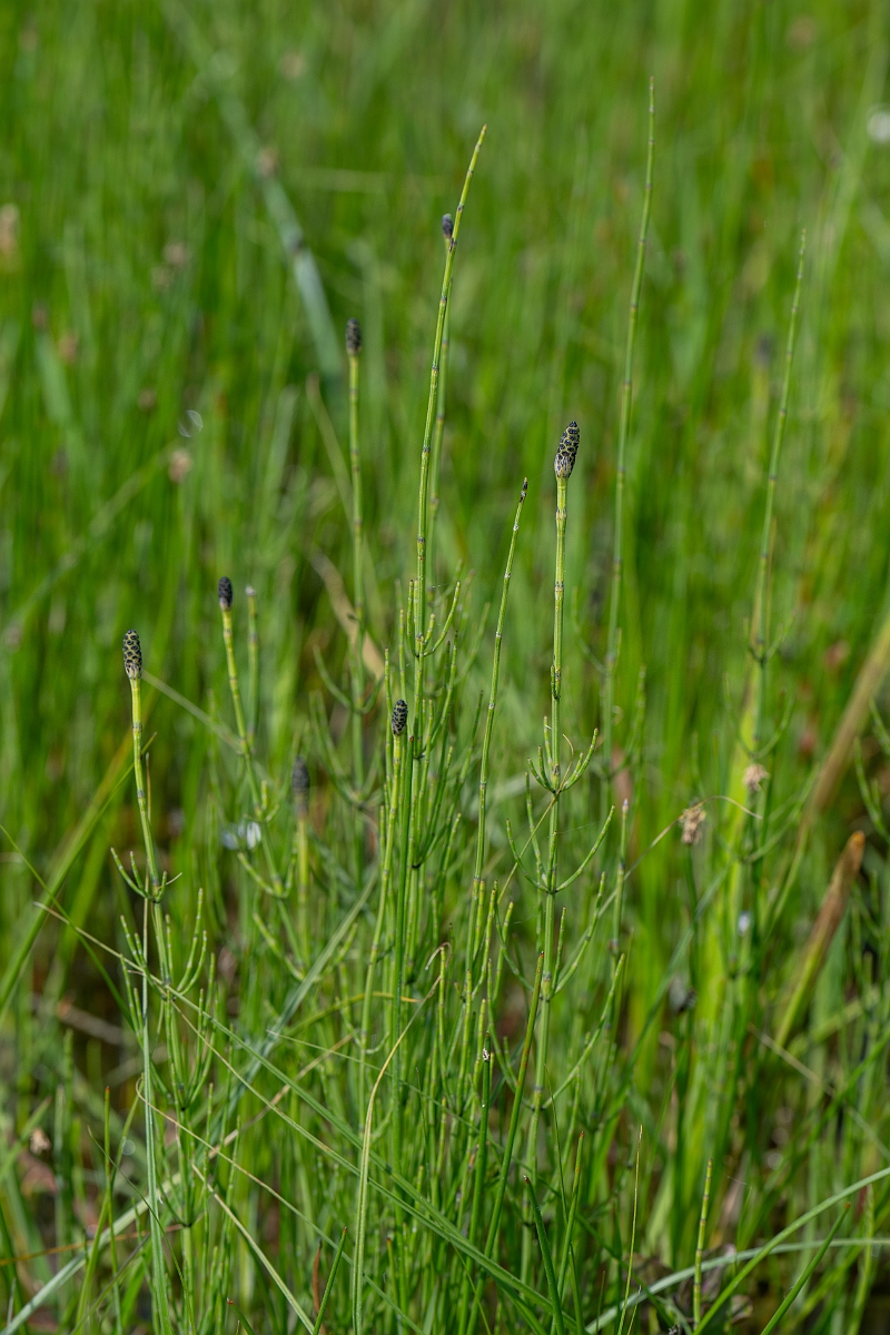 David Plant Photography - Wildlife Photography - Marsh horsetail - H.jpg - Marsh horsetail - Norfolk