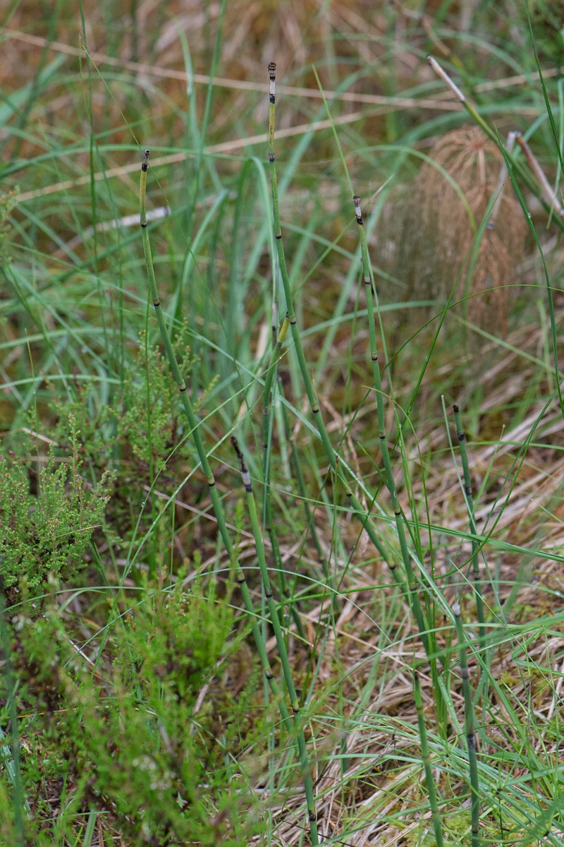 David Plant Photography - Wildlife Photography - Rough horsetail - F.JPG - Rough horsetail - Cairngorms