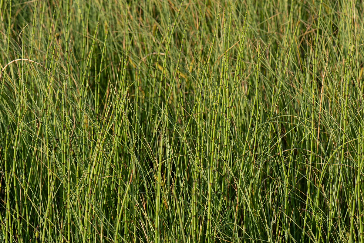 David Plant Photography - Wildlife Photography - Water horsetail - C.JPG - Water horsetail - Highlands