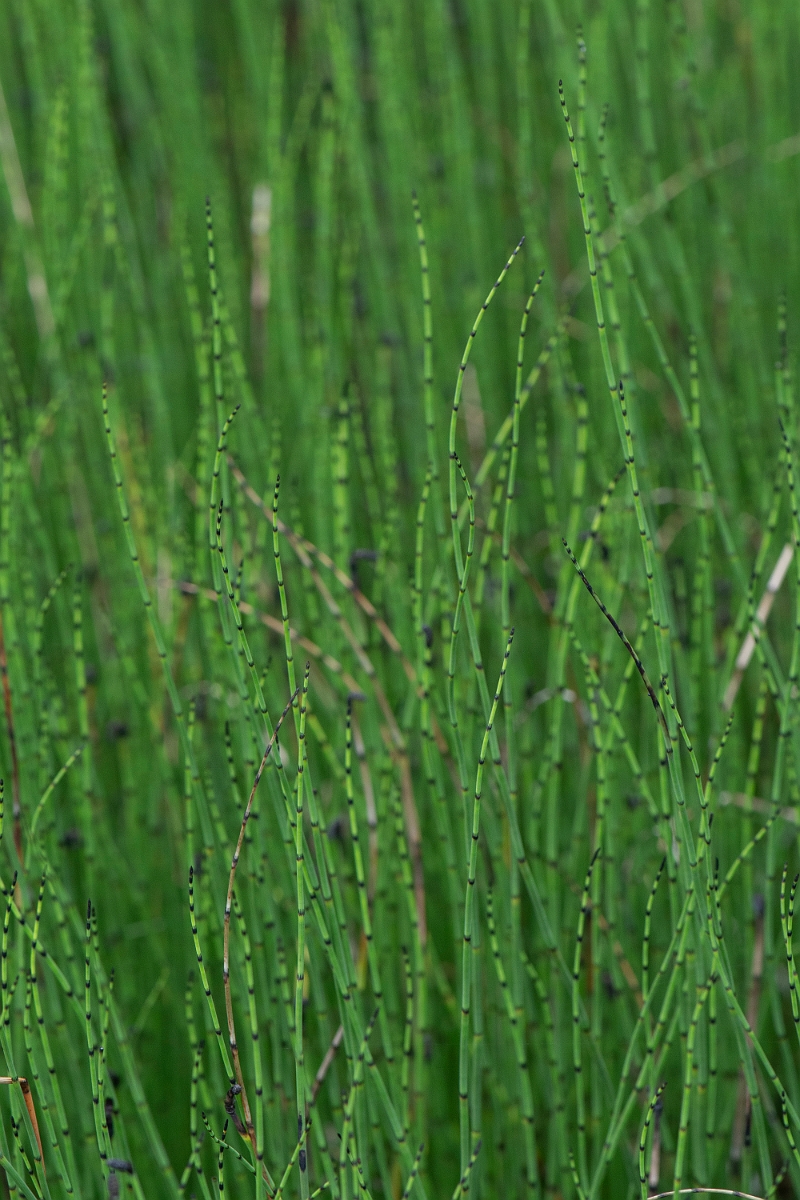 David Plant Photography - Wildlife Photography - Water horsetail - E.JPG - Water horsetail - Cairngorms