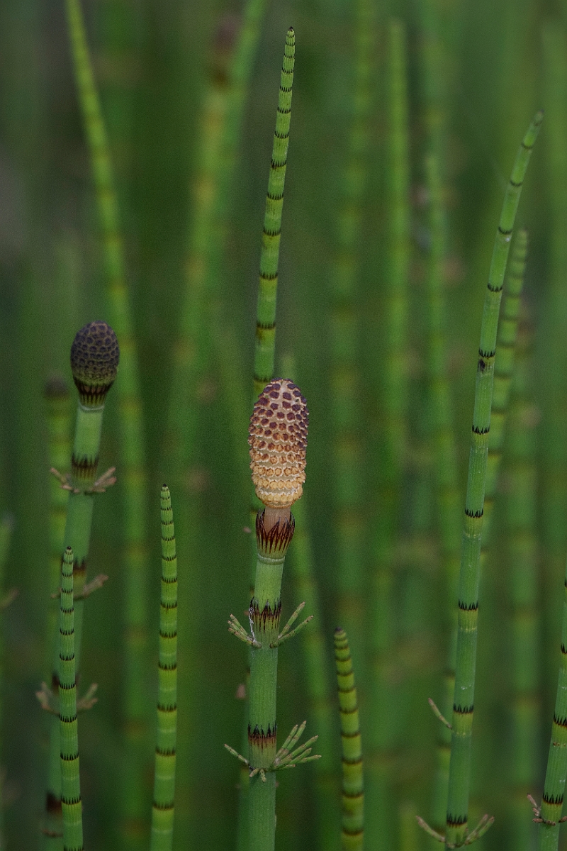 David Plant Photography - Wildlife Photography - Water horsetail - G.JPG - Water horsetail - Cairngorms