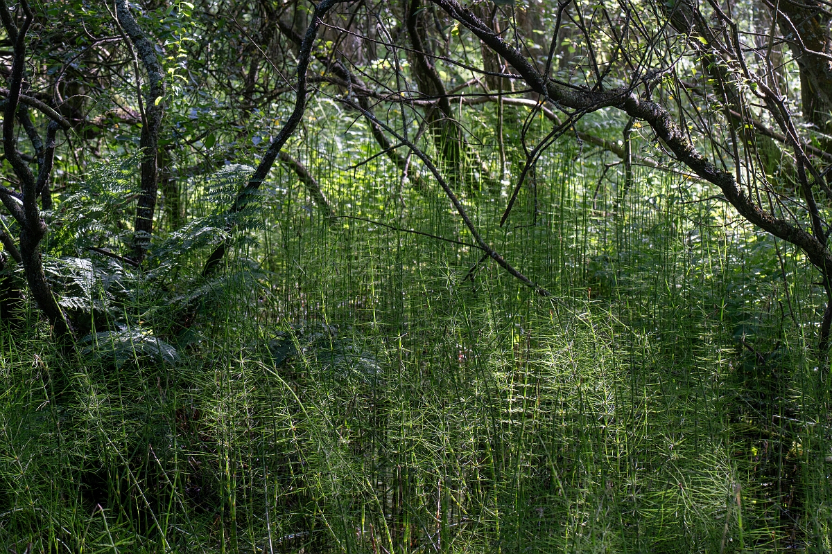 David Plant Photography - Wildlife Photography - Water horsetail - H.jpg - Water horsetail - Fife