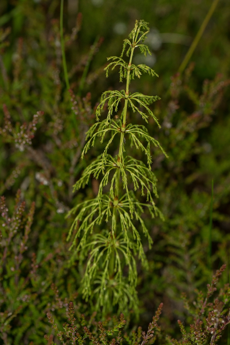 David Plant Photography - Wildlife Photography - Wood horsetail - A (2).jpg - Wood horsetail - Perthshire