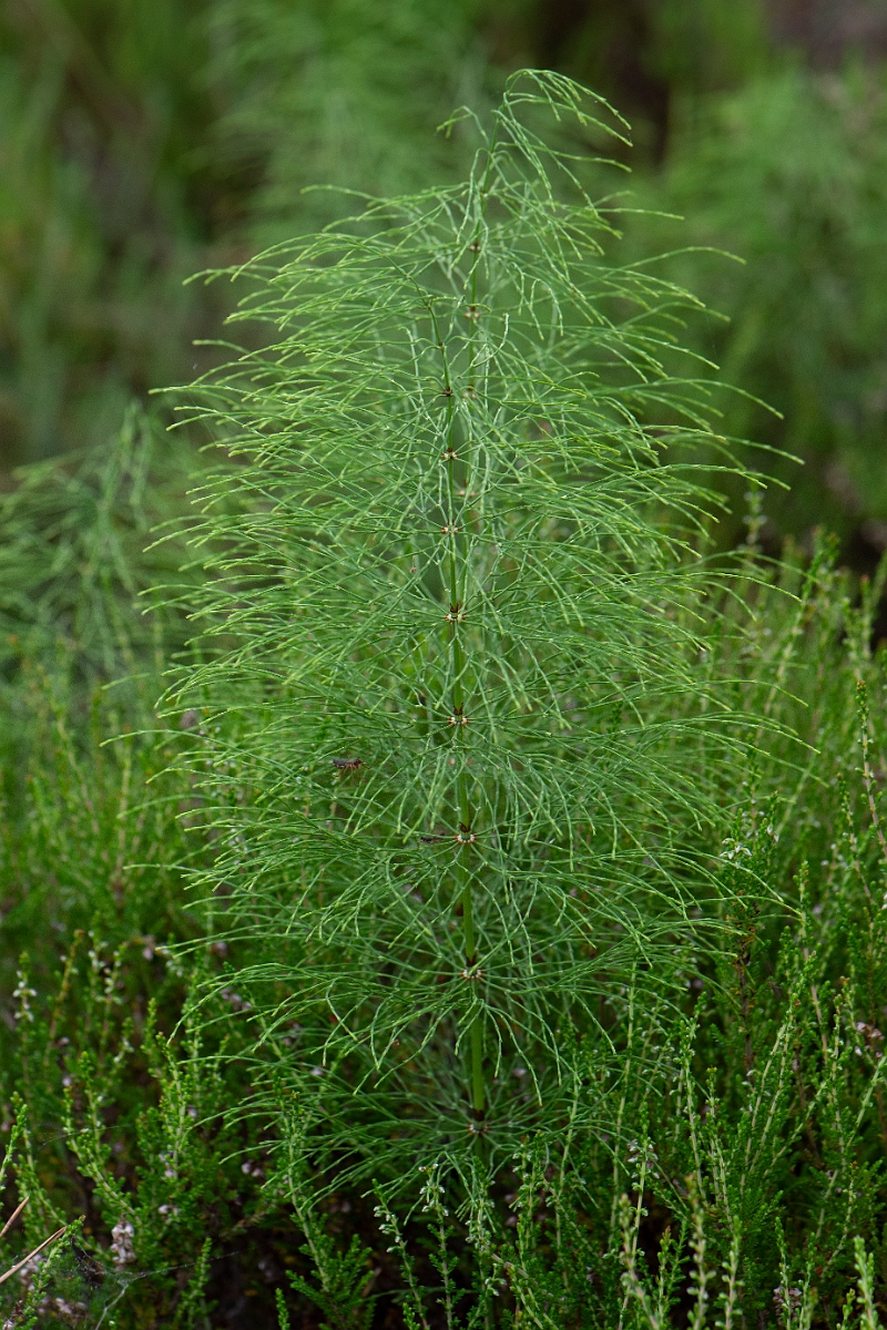 David Plant Photography - Wildlife Photography - Wood horsetail - G.JPG - Wood horsetail - Cairngorms