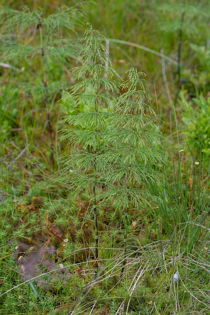 David Plant Photography - Wildlife Photography - Wood horsetail - J.jpg - Wood horsetail - Cairngorms