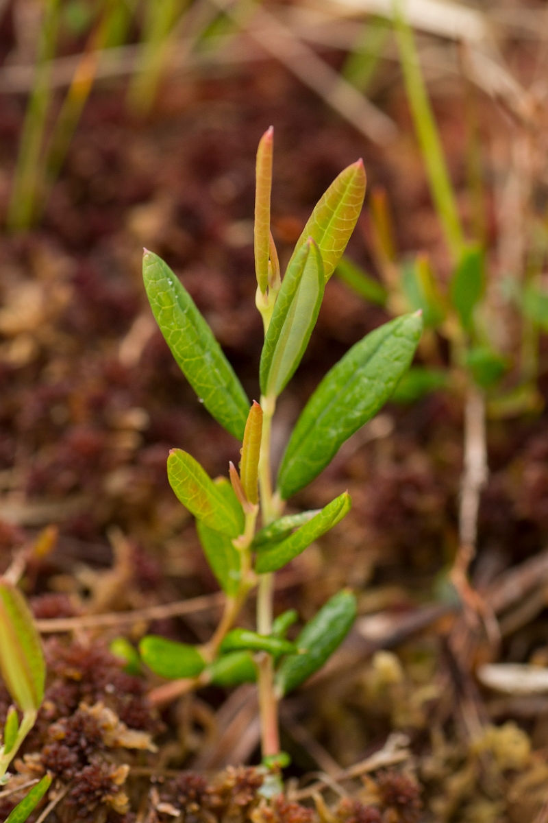 David Plant Photography - Wildlife Photography - Bog rosemary - B.jpg - Bog rosemary - Ayrshire