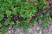 David Plant Photography - Wildlife Photography - Bearberry - A