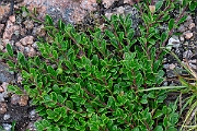 David Plant Photography - Wildlife Photography - Bearberry - B