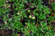 David Plant Photography - Wildlife Photography - Bearberry - C