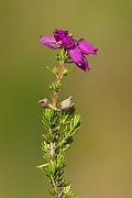David Plant Photography - Wildlife Photography - Bell heather - A